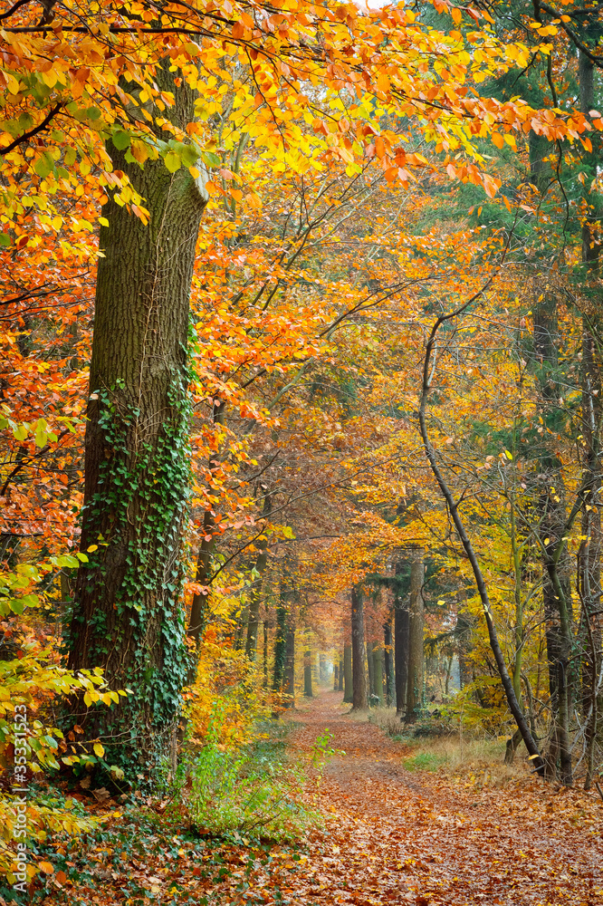 Colorful autumn