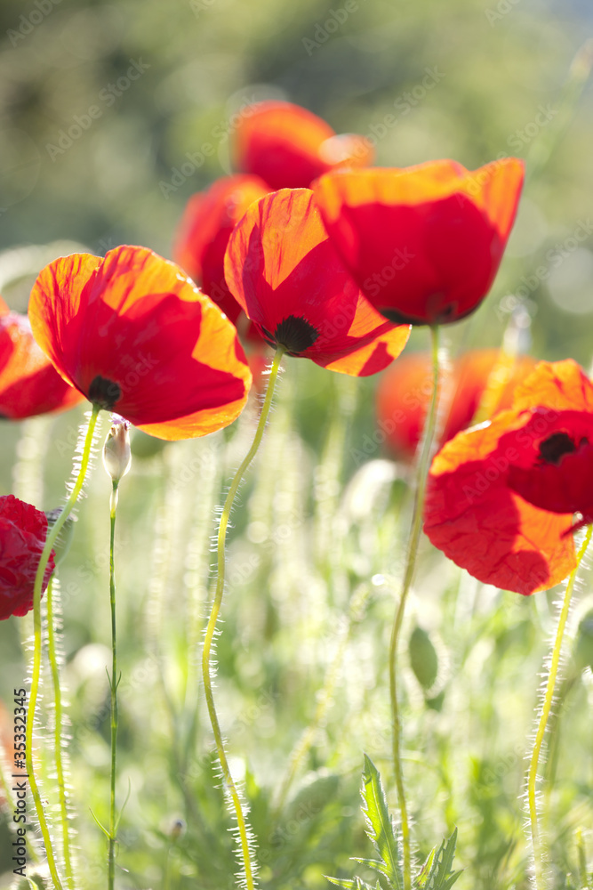 Obraz premium poppies