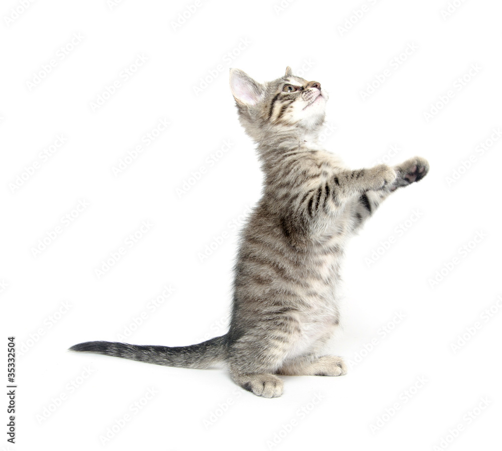 Fototapeta premium Cute kitten playing on white background