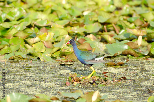 American Purple Gallinule photo