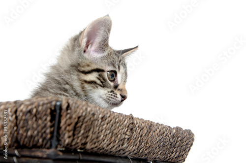 Cute tabby kitten inside of basket
