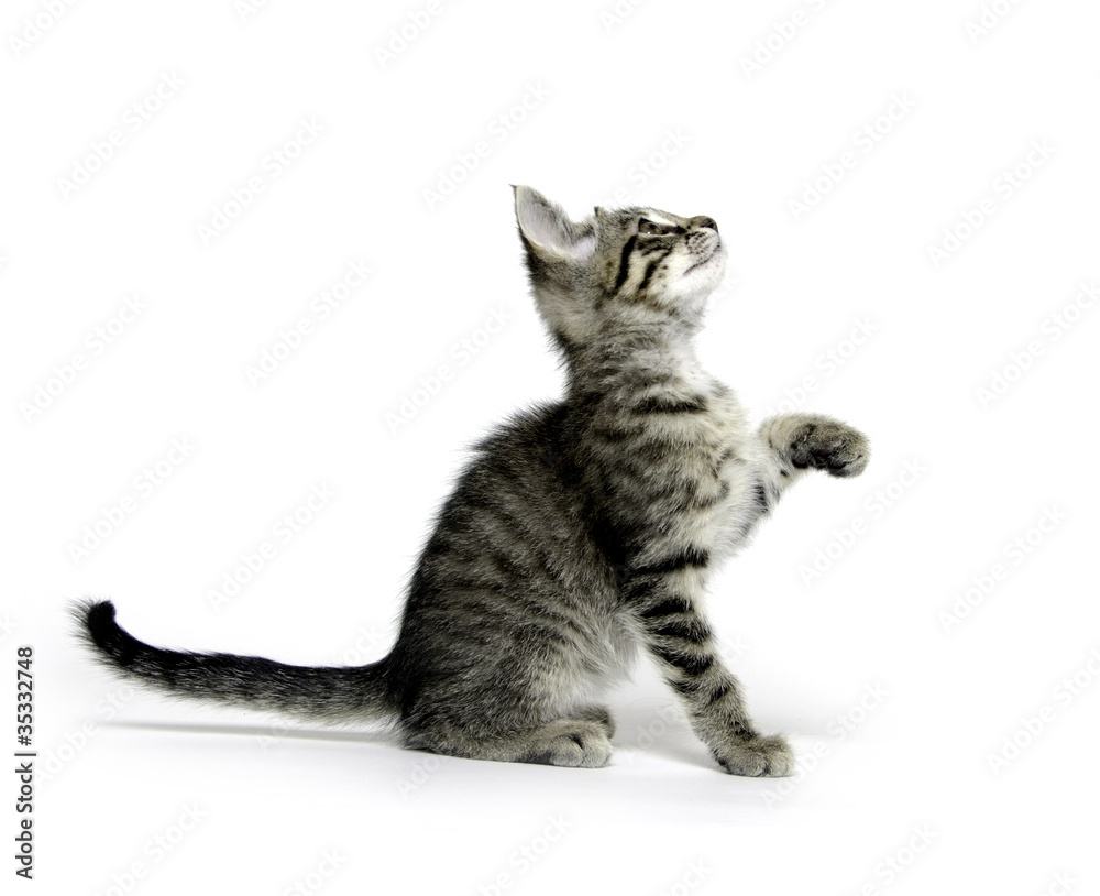 Tabby cat playing on white