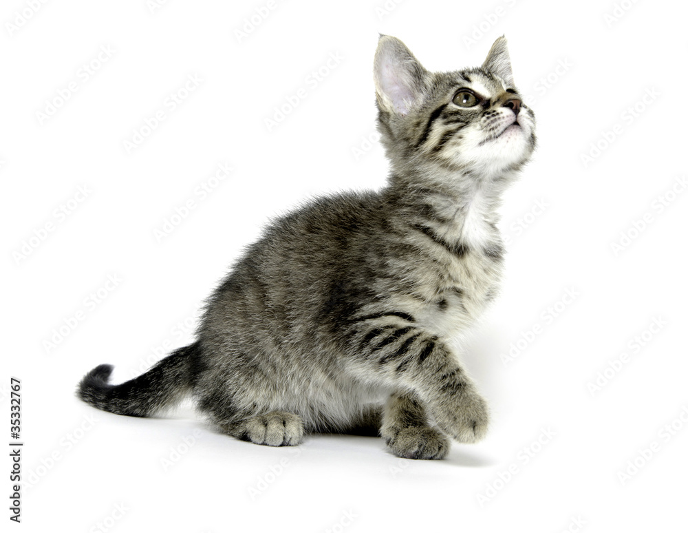 Cute tabby kitten on white Cute tabby kitten on white