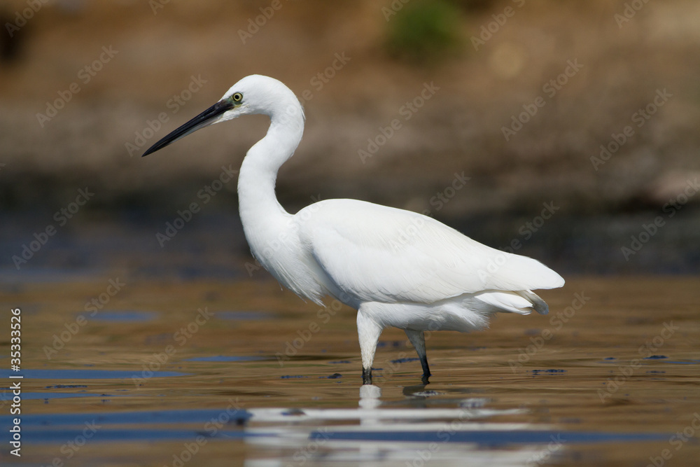 aigrette garzette aigrette garzette
