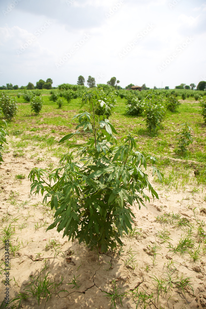 Organic cotton plant