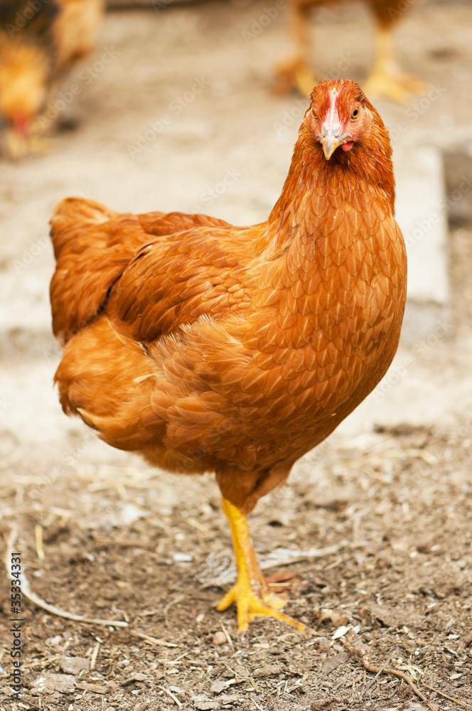 Fototapeta premium Walking hens