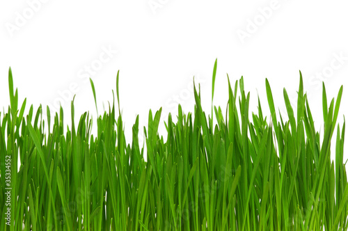 Wheat grass