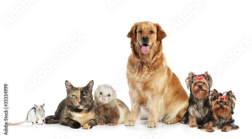 Fototapeta Naklejka Na Ścianę i Meble -  Group of pets on white background