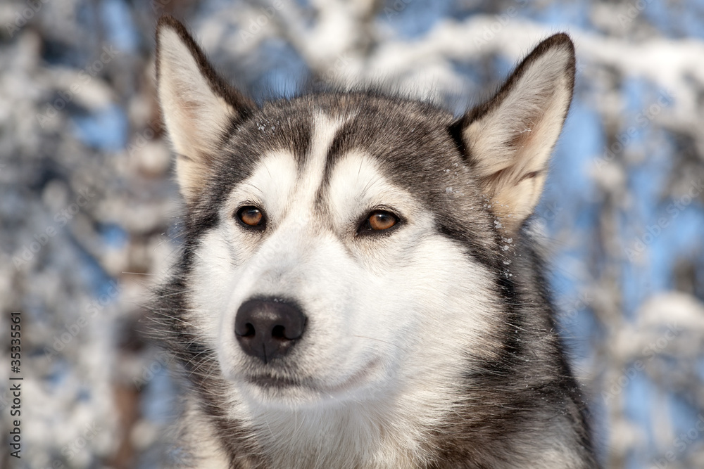 close-up portrait of sled dog