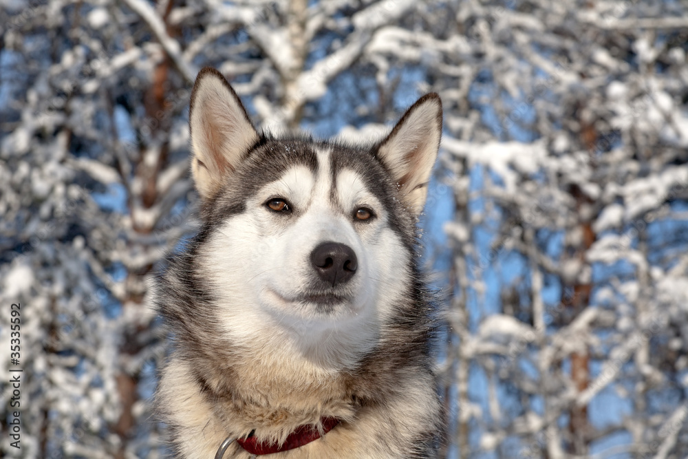 sled dog close-up
