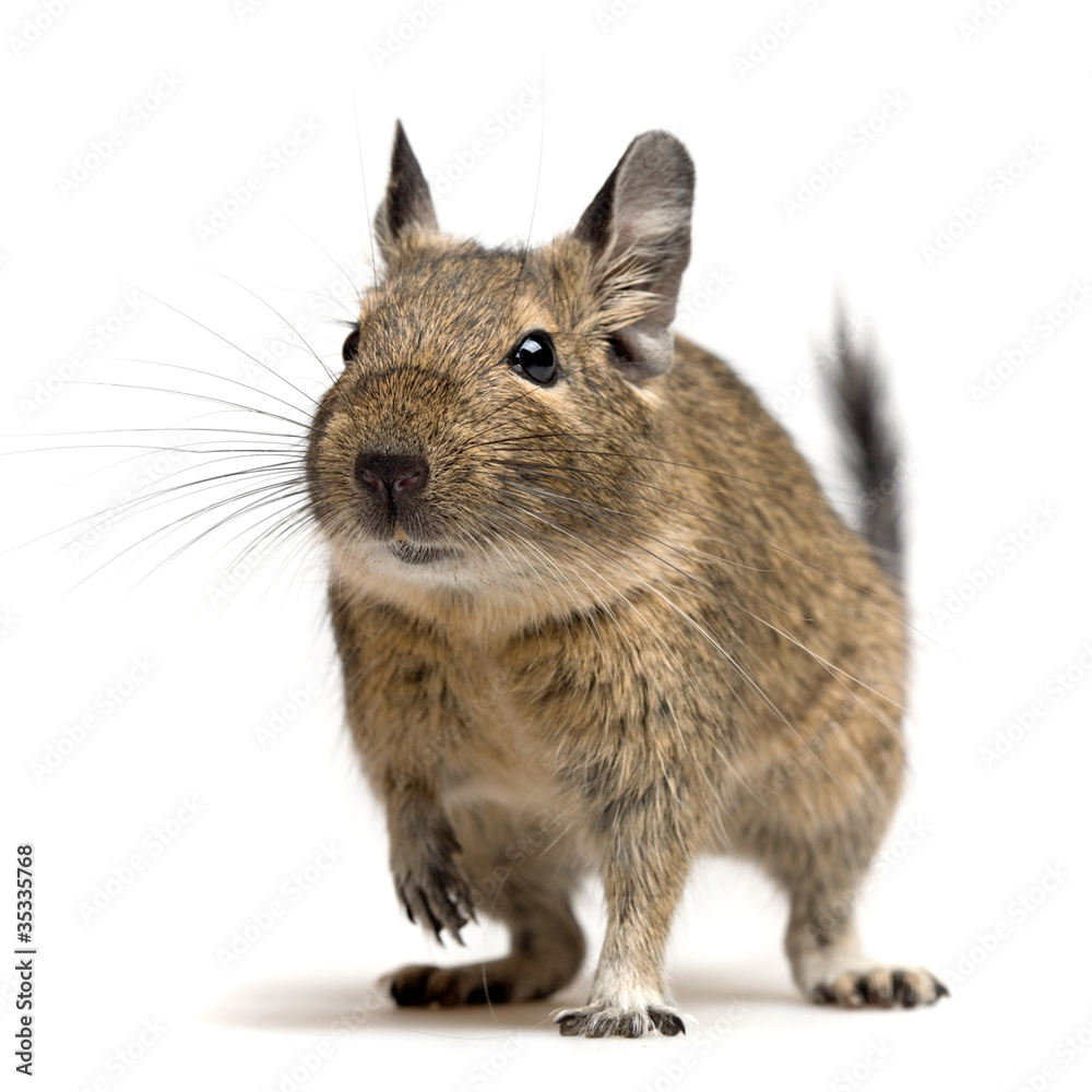 degu closeup