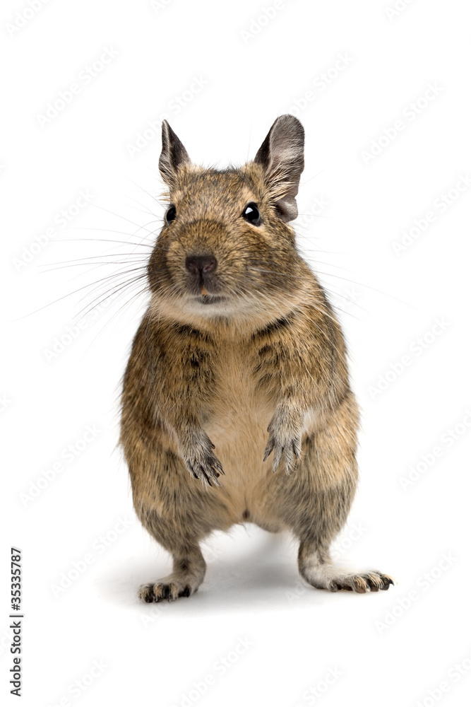 Fototapeta premium degu closeup