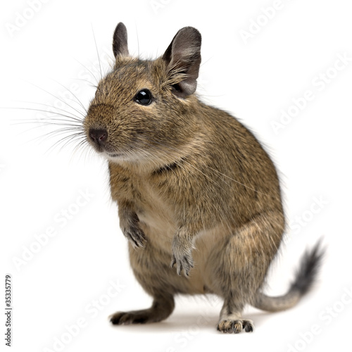 Obraz na płótnie funny degu w salonie
