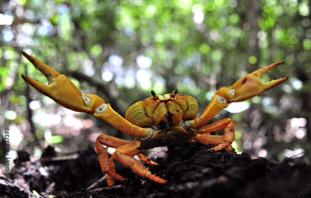 Obraz premium The red crab is protected.