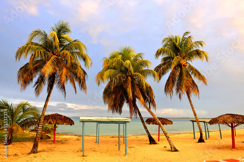 Palm trees on a beach. © Uryadnikov Sergey