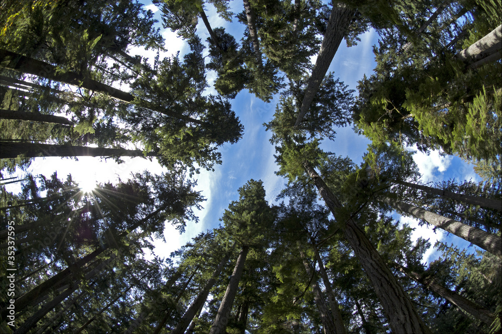 Fototapeta premium Trees and sky