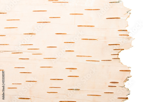 Bark birches (isolated)