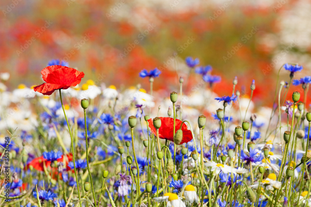 Fototapeta premium wild flowers