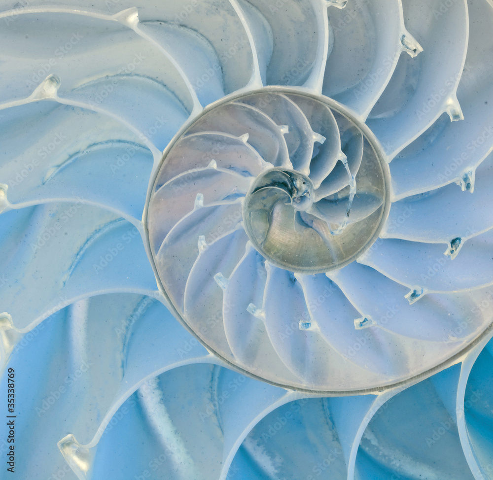 Section of nautilus shell Section of nautilus shell