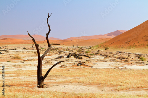 Toter Baum in der Namibw  ste  Namibia