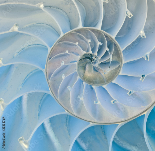 Section of nautilus shell