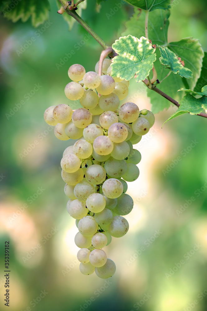 White grapes