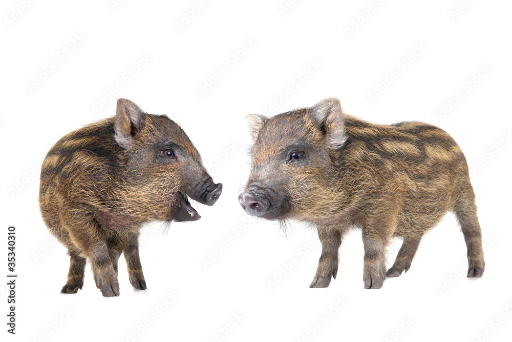 Pig small Pig small