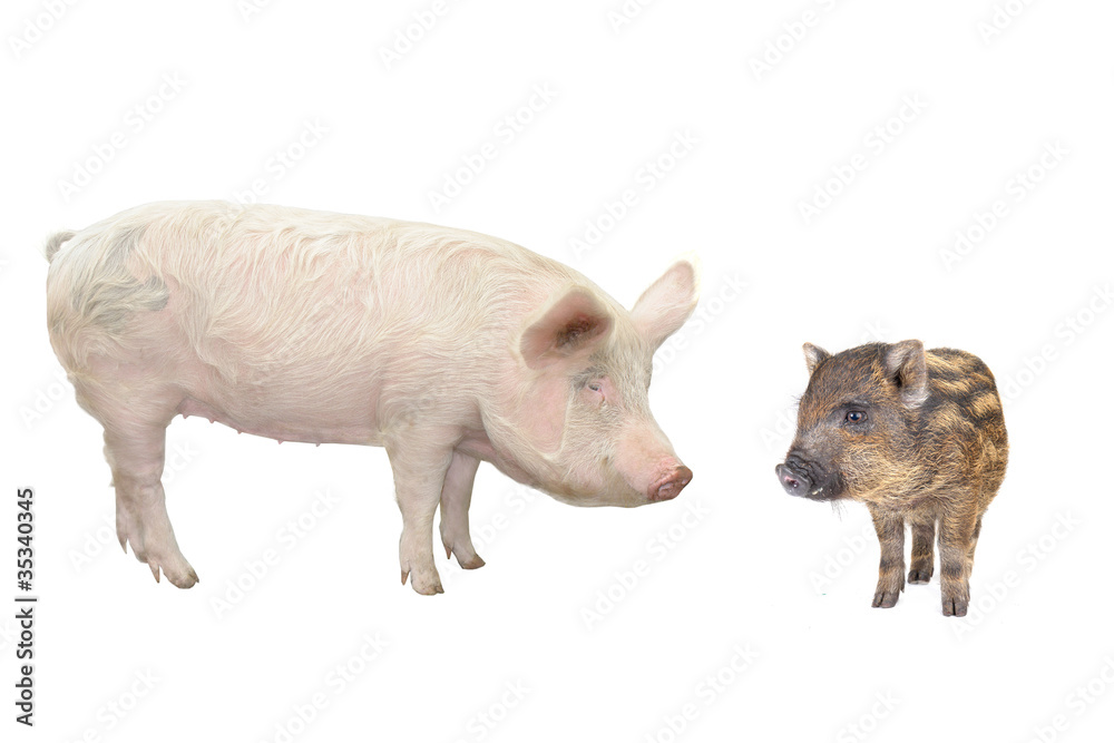 Fototapeta premium Pig
