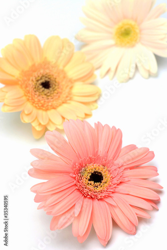 gerbera