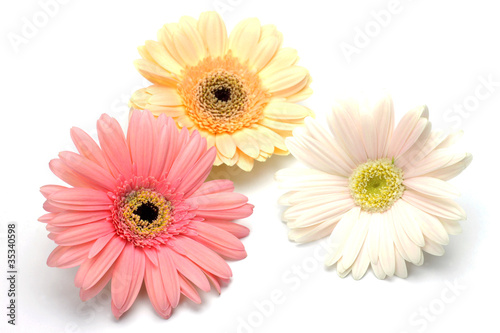 gerbera