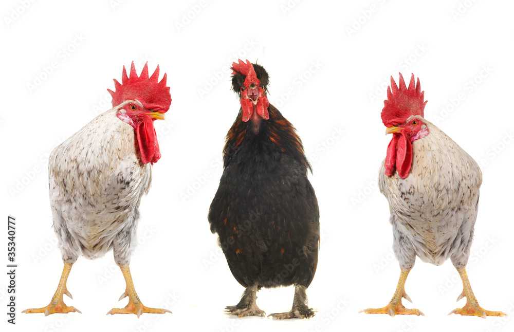 Fototapeta premium white cock