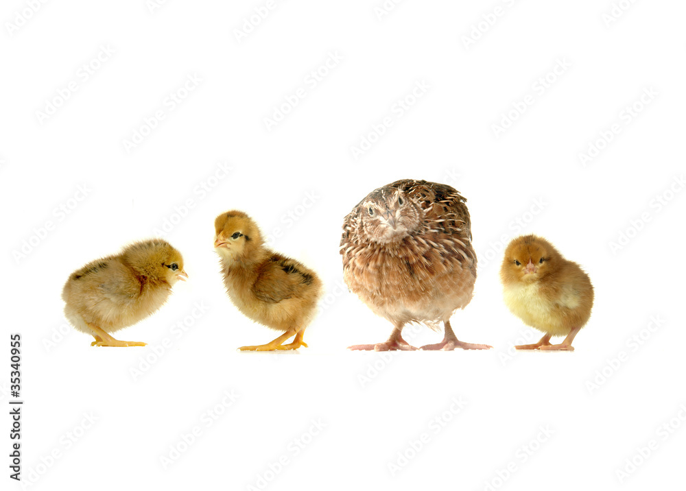 Fototapeta premium chick