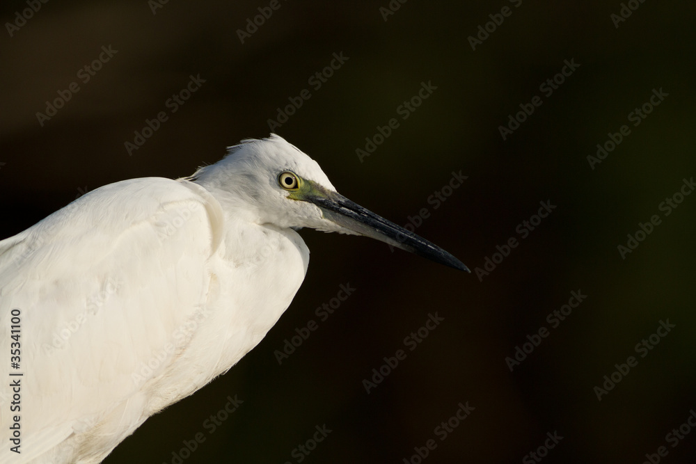 aigrette garzette aigrette garzette