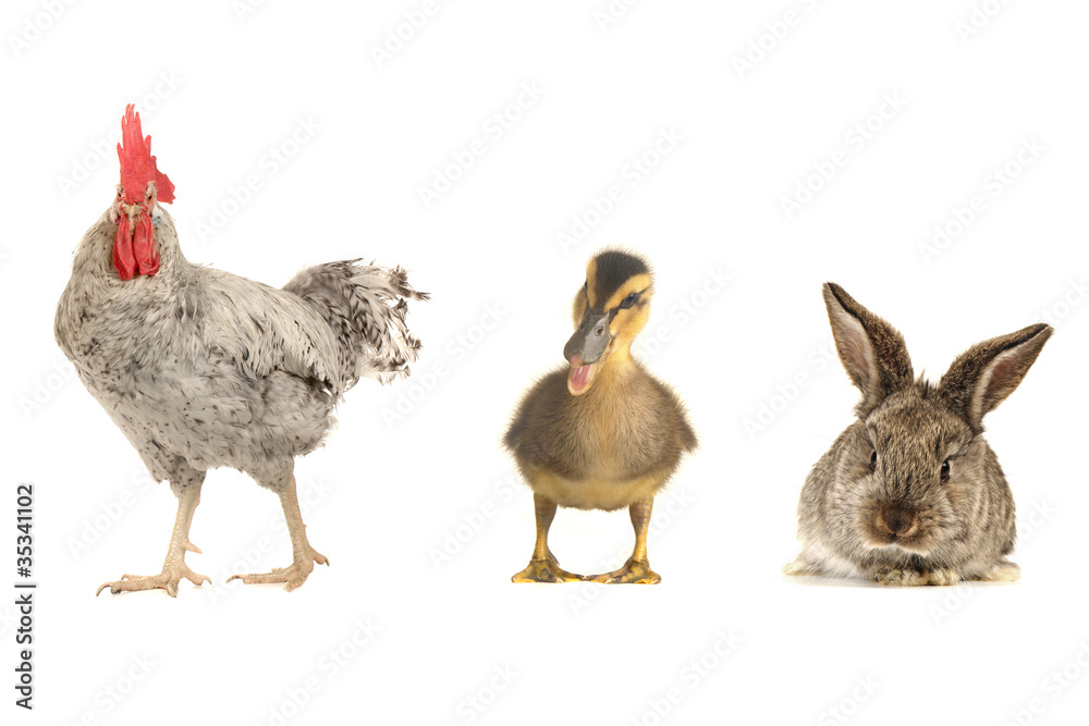 Fototapeta premium white cock