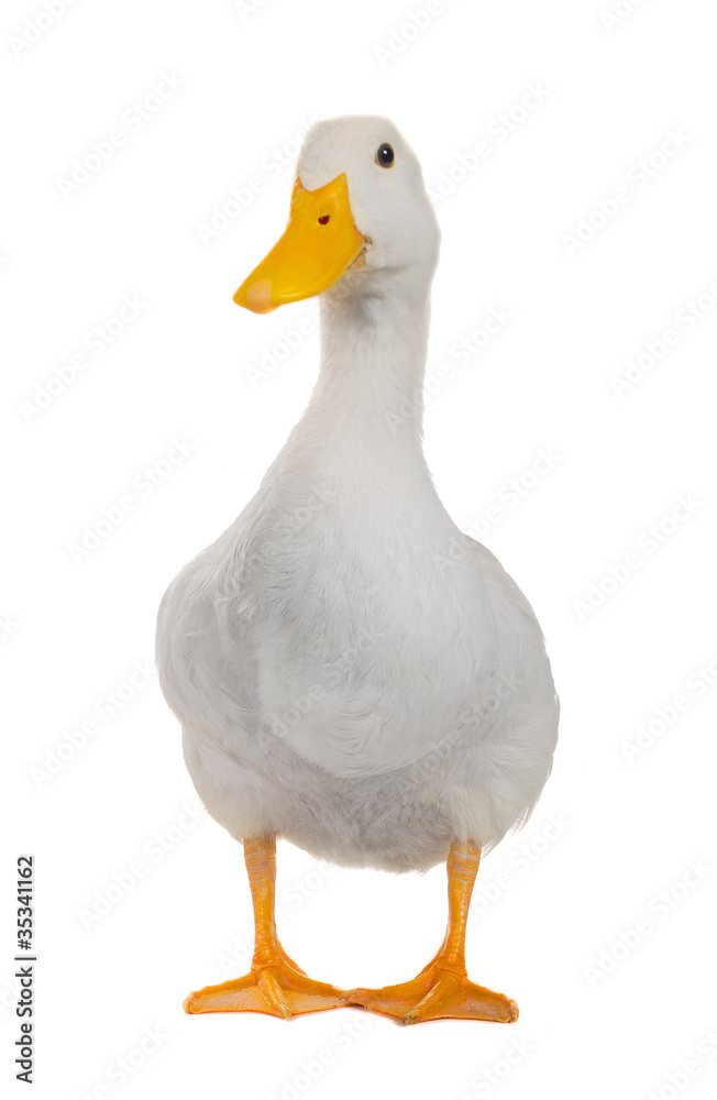 duck white duck white