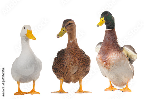 Tablou canvas ducks