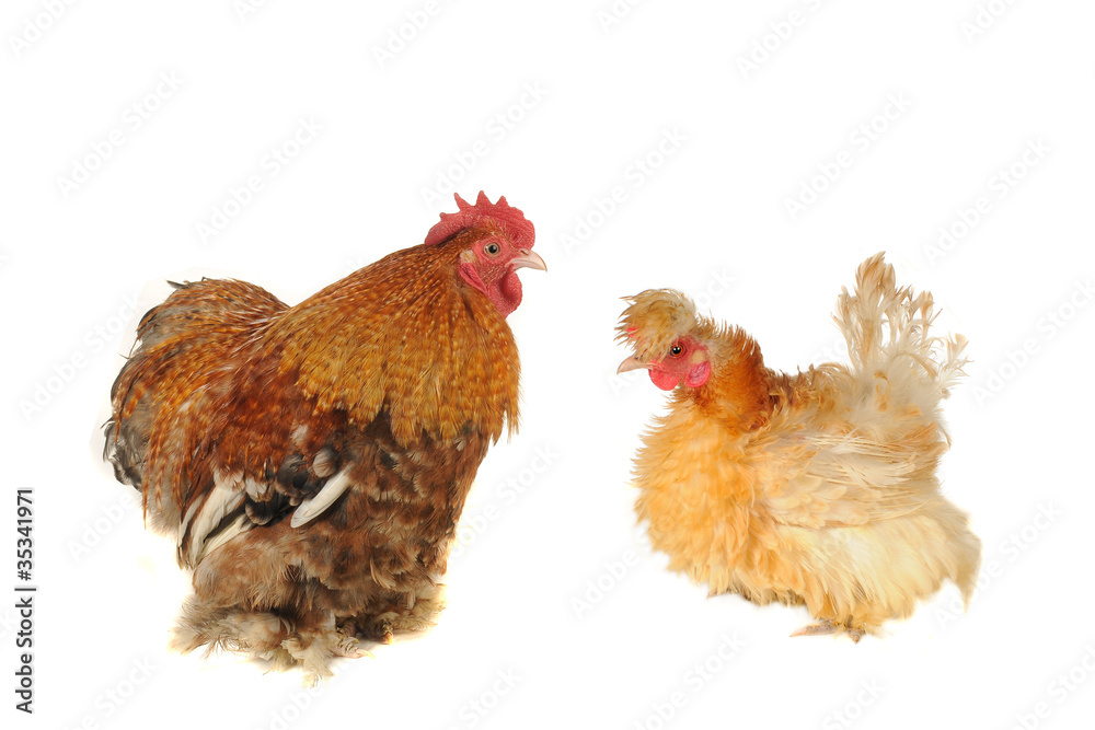 thoroughbred hens