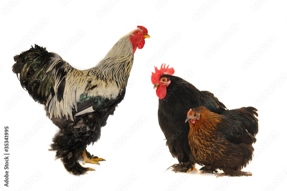 Fototapeta premium cock and hen