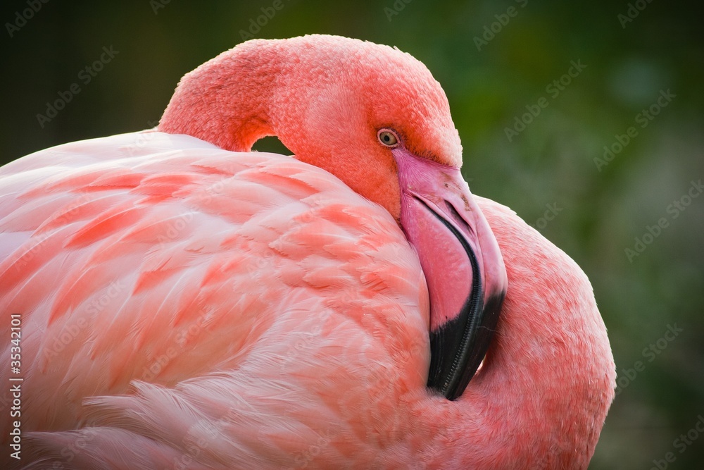 Fototapeta premium pink flamingo