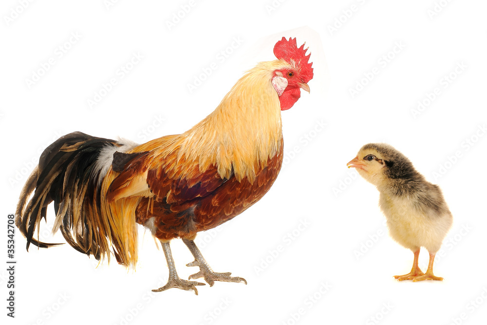 Fototapeta premium brown cocks