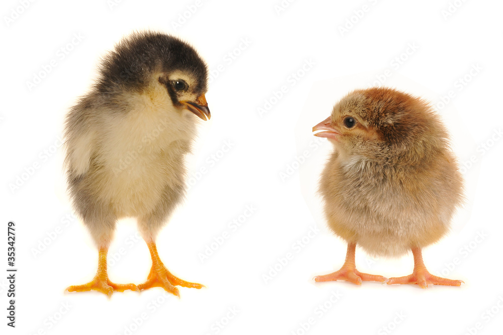 chick. chick.