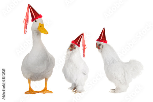 white cocks and duck