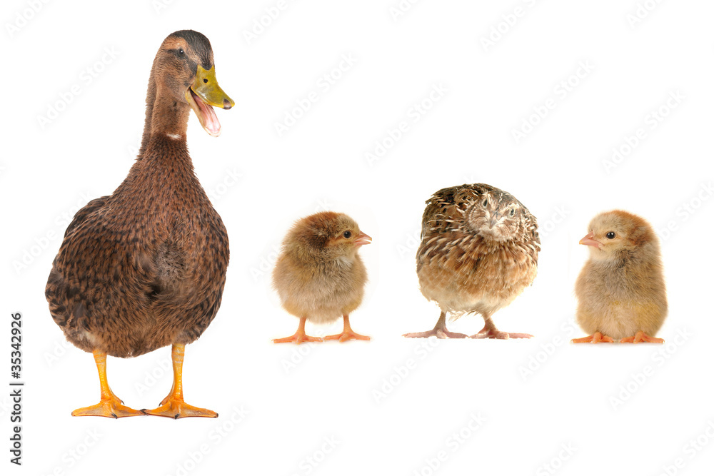 chick chick