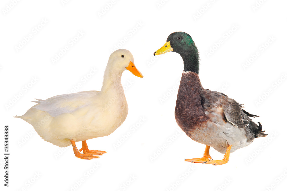 two duck two duck