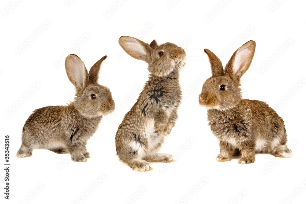 thee brown rabbit thee brown rabbit