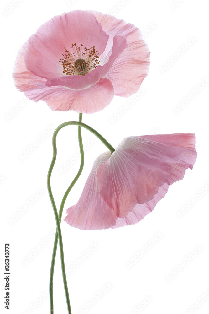 Naklejka premium poppy