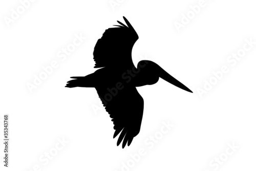 Pelikan