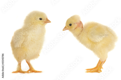 two chick