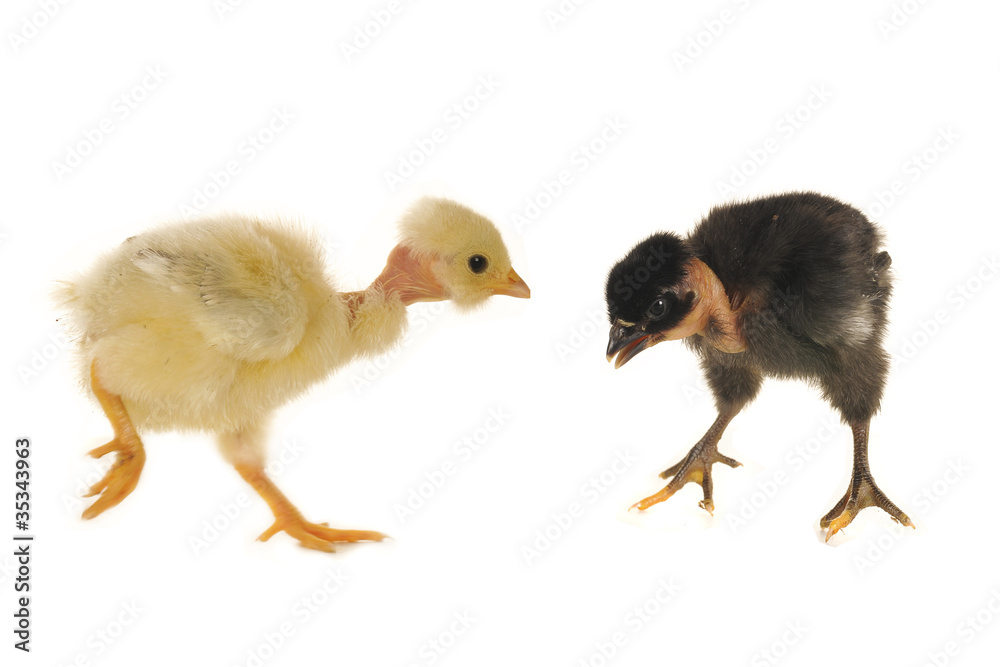 two chick