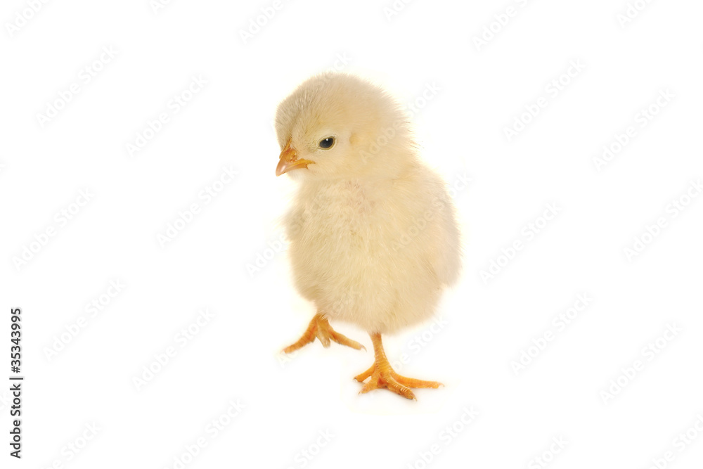 chick chick
